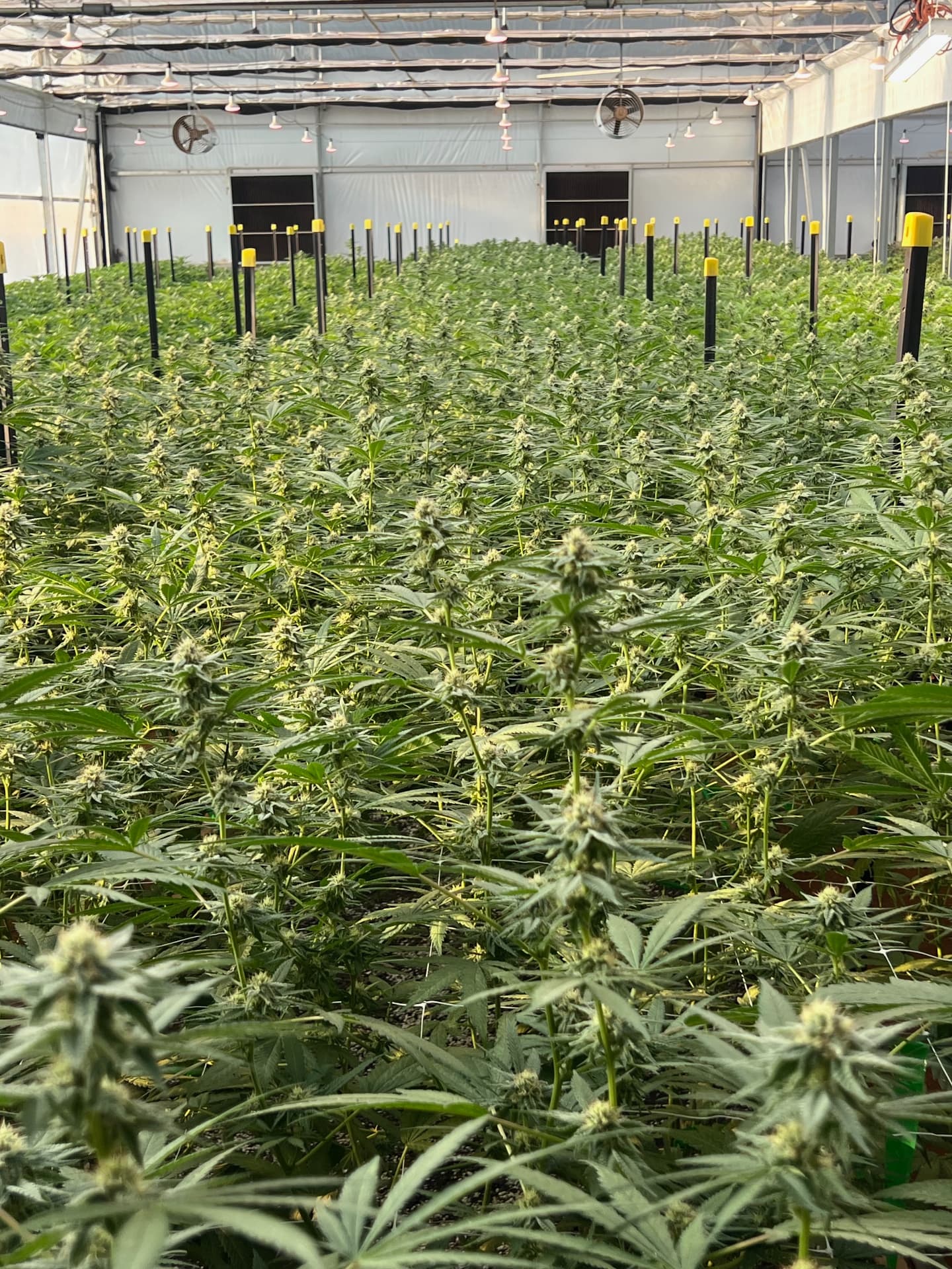 A greenhouse filled with rows of flowering cannabis plants supported by stakes
