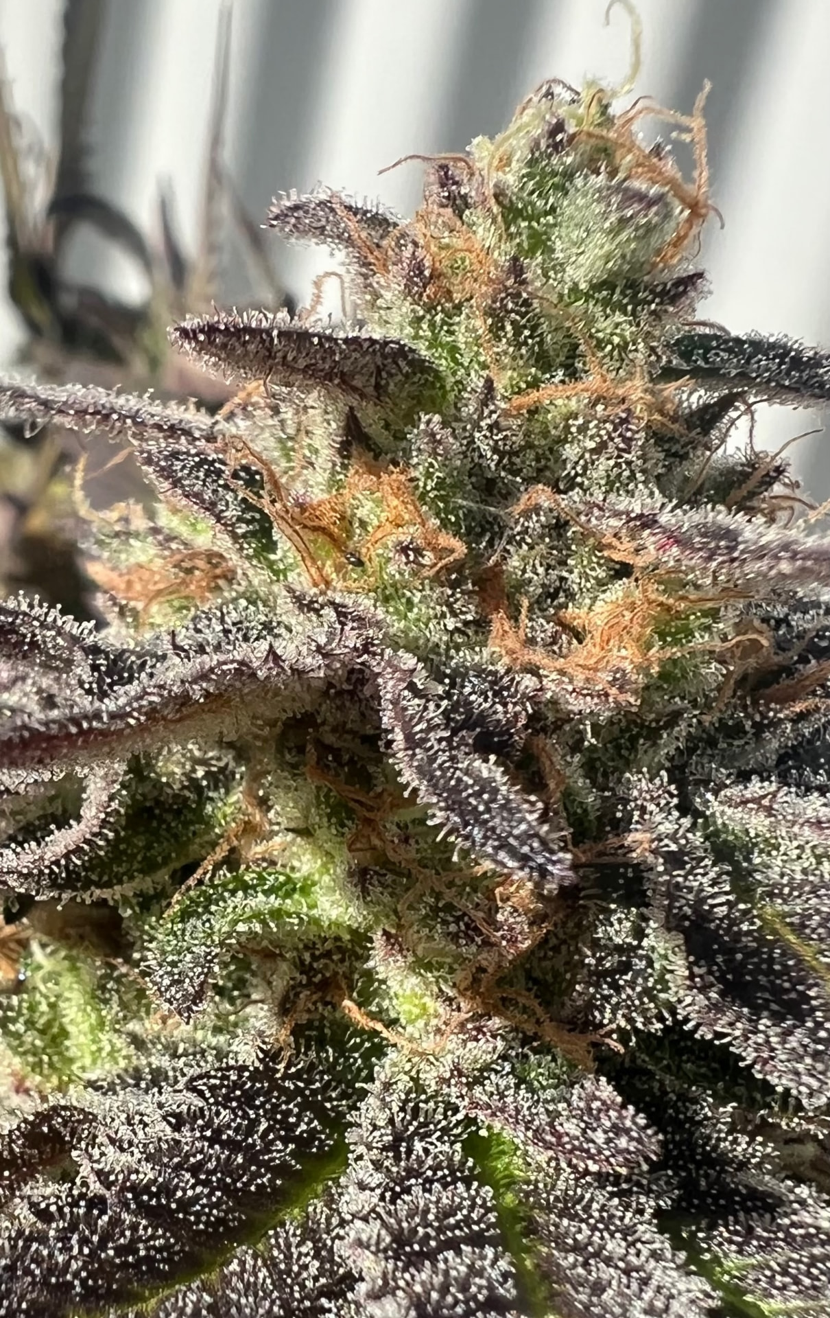 Macro detail of a frosted, purple-tinged cannabis flower covered in trichomes