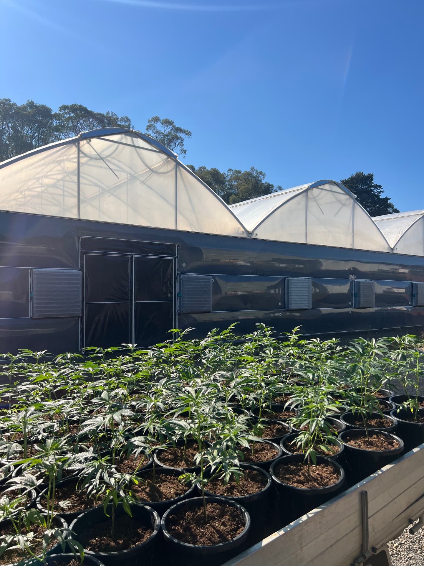 Young cannabis plants in black pots on a trailer in front of the Cannai polytunnel greenhouses under clear blue sky