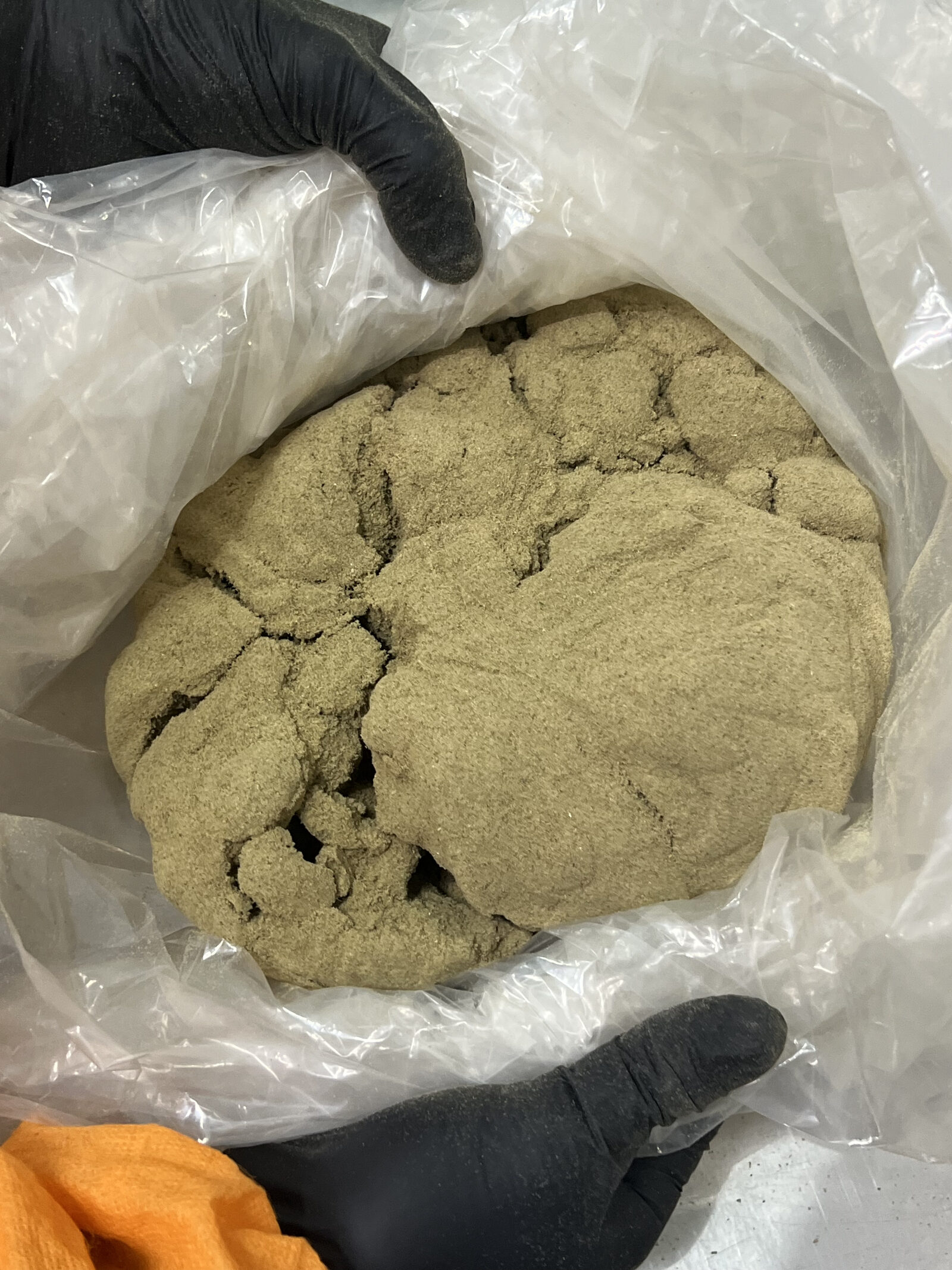 Gloved hands holding a bag of freshly pressed, sandy-gold solventless hash